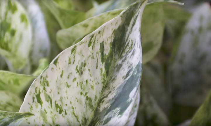 Pothos leaves curling can be due to many reasons