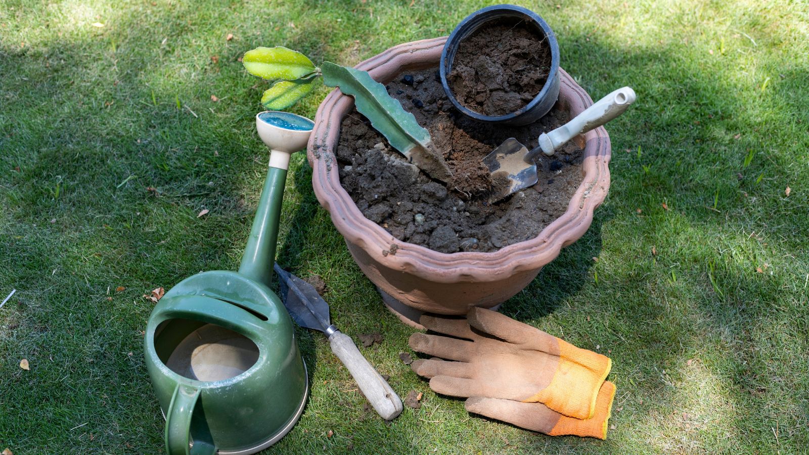 A close-up and overhead shot of a large pot with a cutting of a plant, alongside other tools and equipment, all situated in a well lit area outdoors