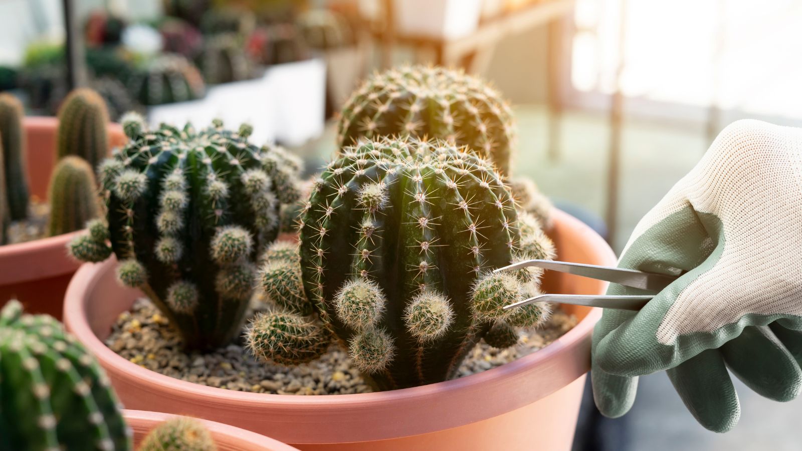 A close-up shot of a person's hand in the process of using a tool to pluck offsets, all situated in a well lit area indoors