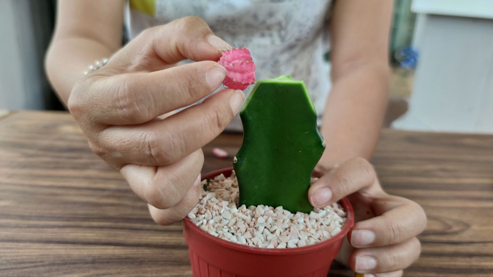 A close-up shot of a person's hands in the process of grafting developing plants on a small pot, all situated in a well lit area