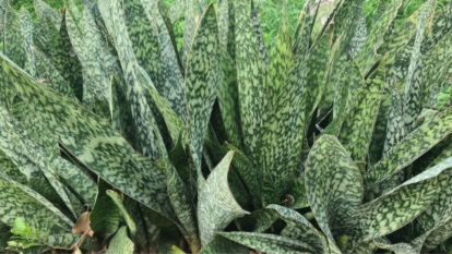 A green perennial with striped leaves, appearing healthy and sturdy with light-colored whitish markings