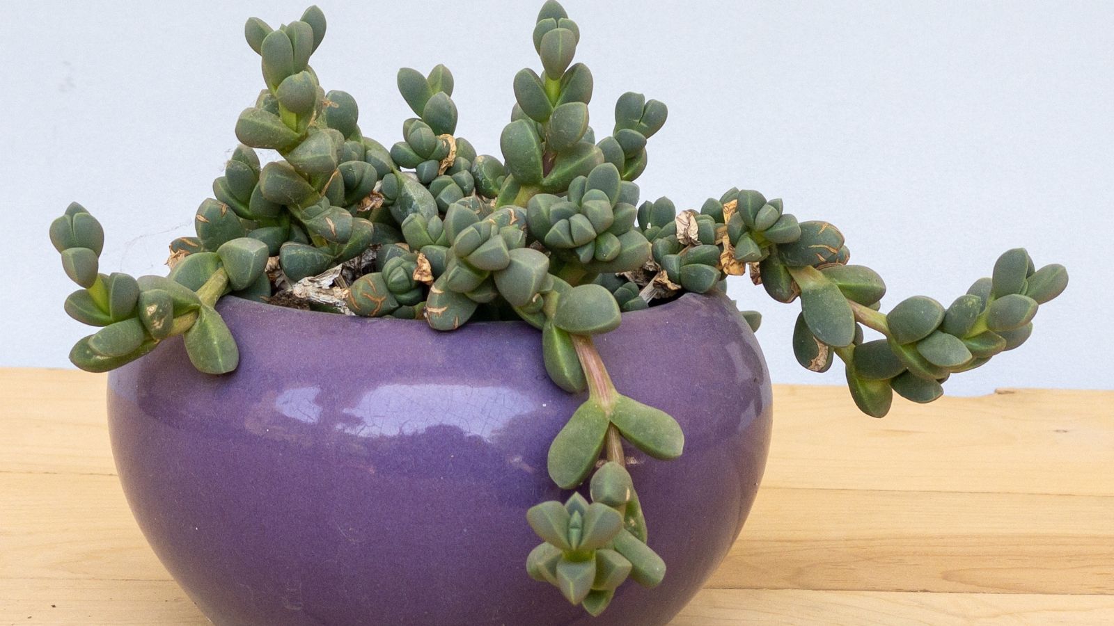 A shot of a houseplant with excessive growth that is placed on a small purple colored pot