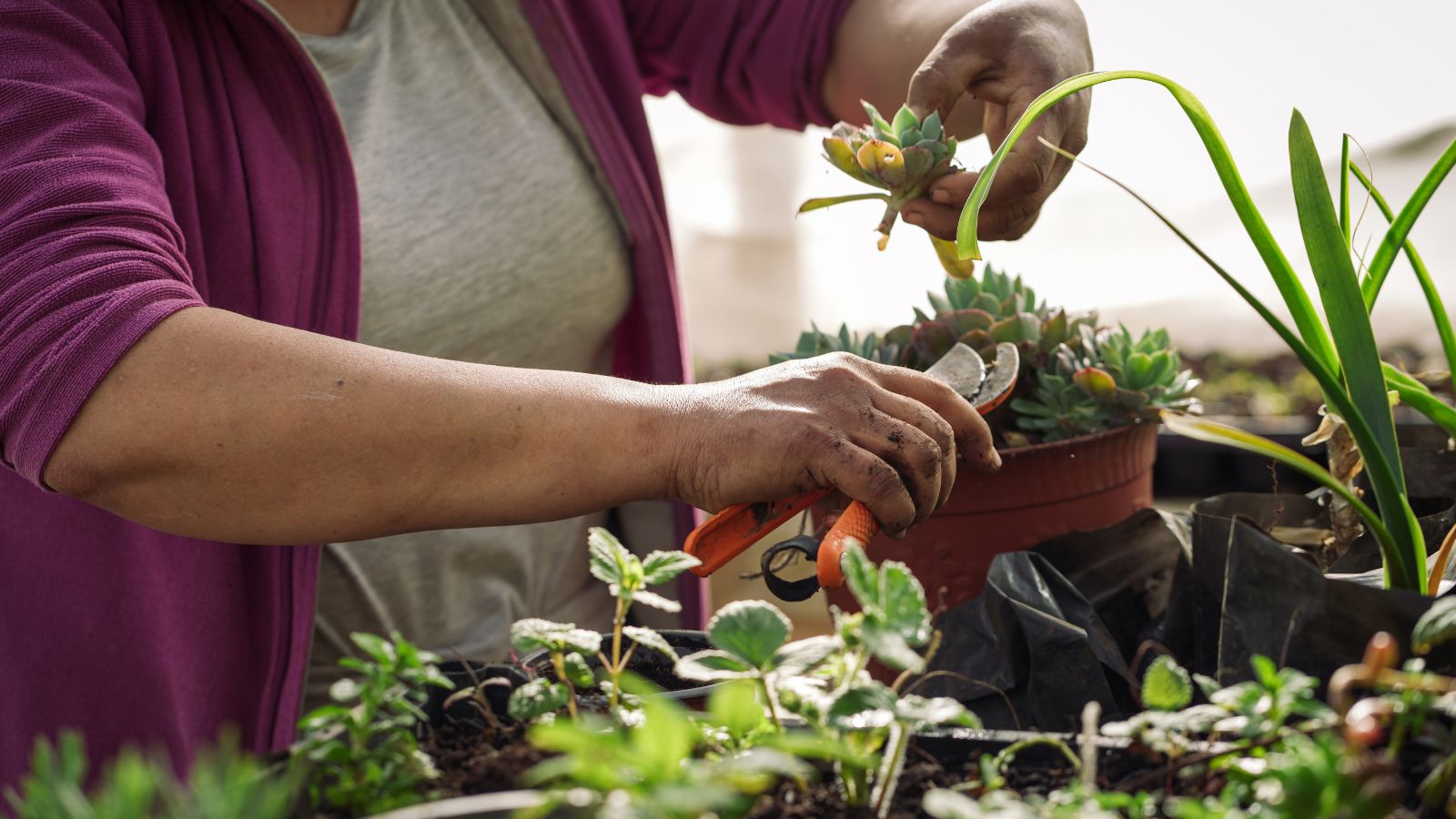 A shot of a person in the process of trimming a houseplant alongside other individually potted houseplants indoors