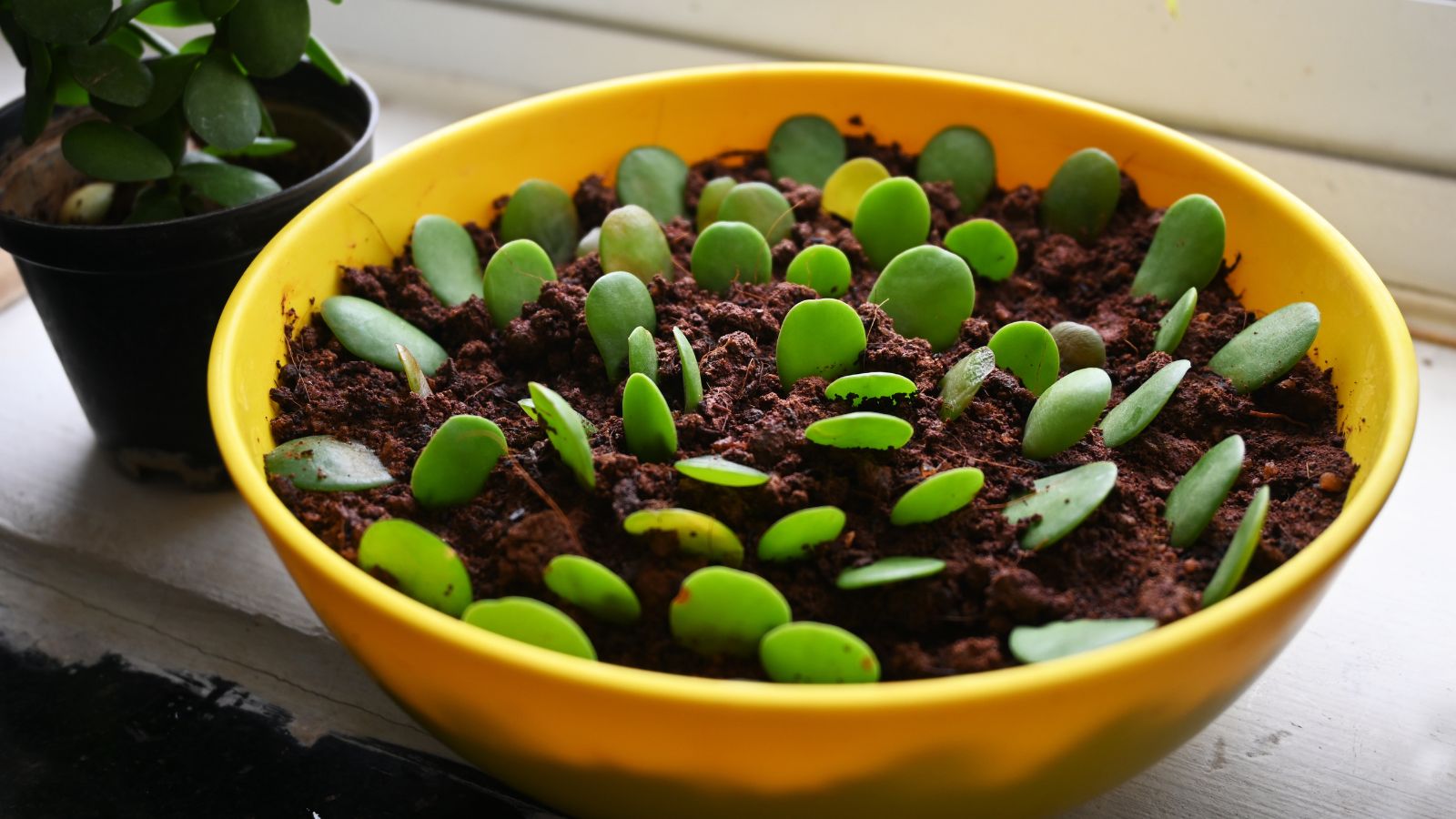 A shot of cuttings of a houseplant placed on rich moist soil in a large yellow colored container near a window indoors