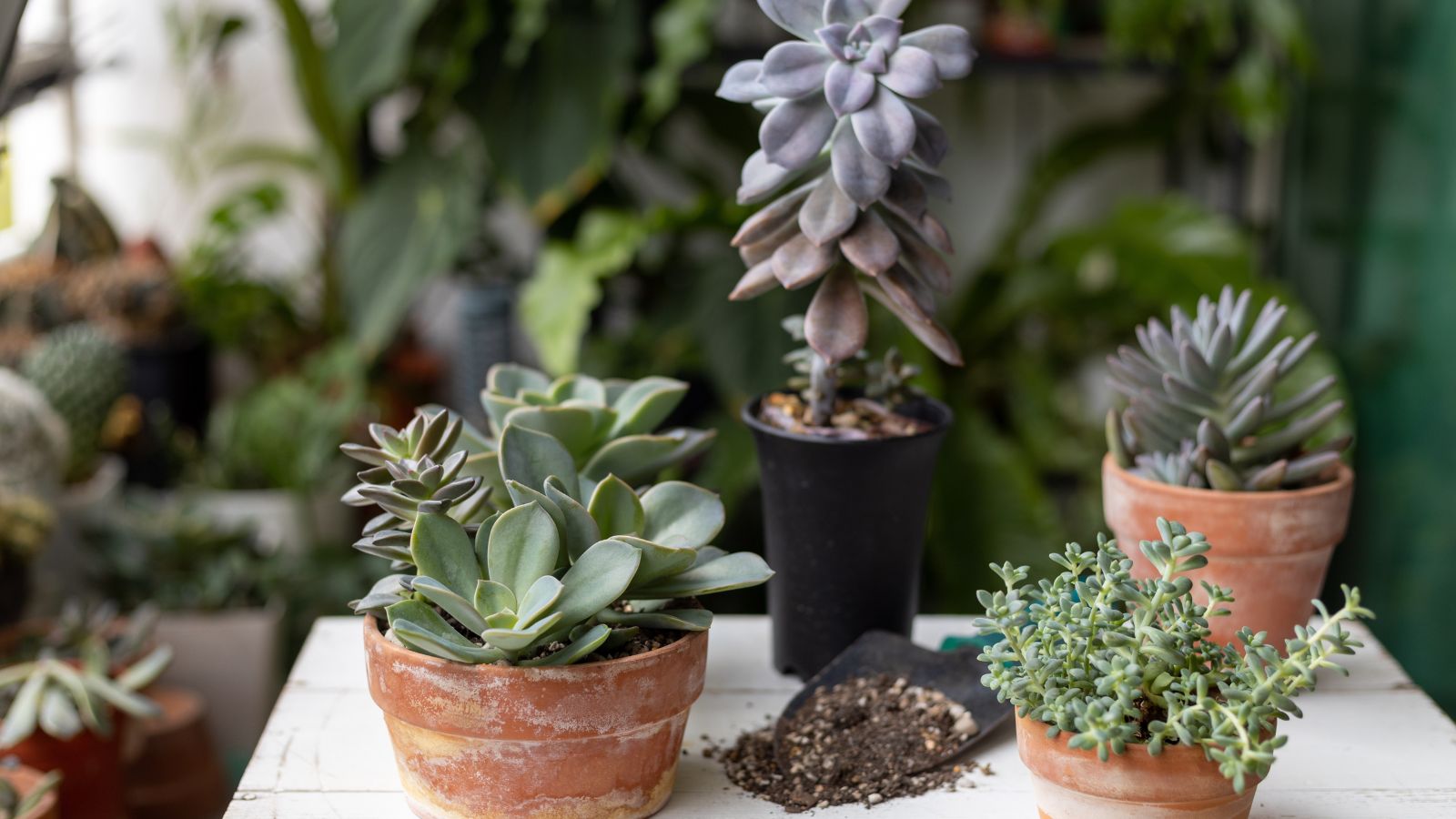 A shot of several individually potted houseplants placed on a wooden surface in a well lit area