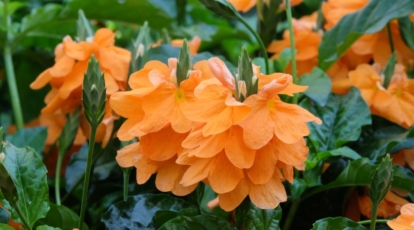 Distinct looking orange flower with wide petals and spiny seed head with velvety green hue surrounded by leaves and buds
