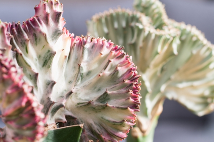 Caring for Euphorbia Lactea