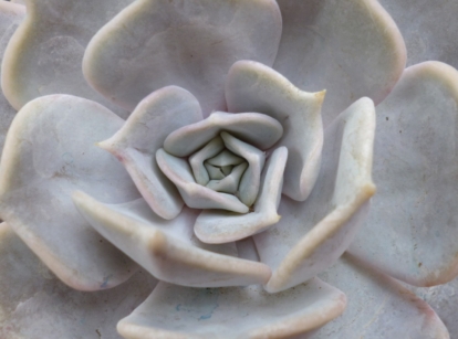 Caring for echeveria lola succulents