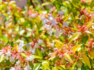 Caring for kaleidoscope abelia
