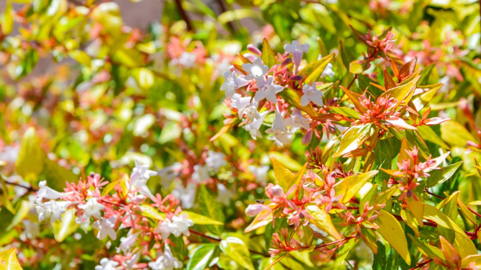 Caring for kaleidoscope abelia
