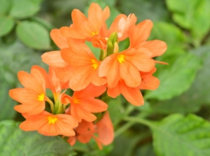 Crossandra plant with brightly colored flowers, looking vibrant in a distinct orange hue with green leaves surrounding it