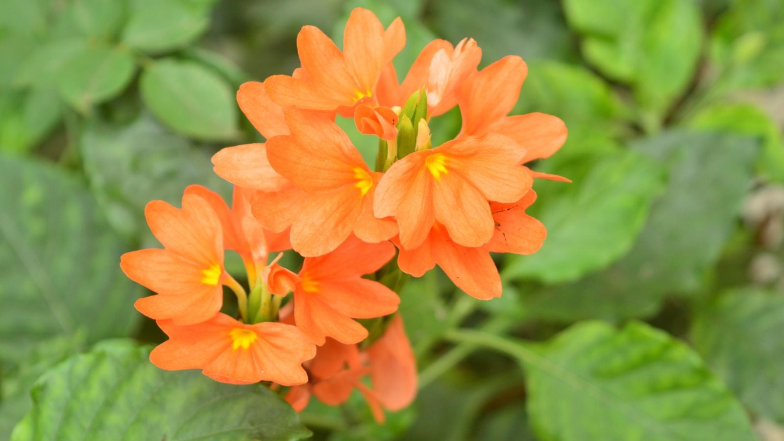 Crossandra plant with brightly colored flowers, looking vibrant in a distinct orange hue with green leaves surrounding it