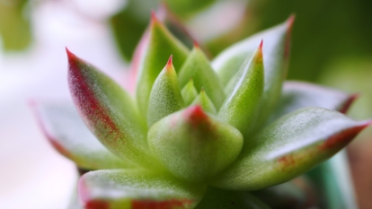 Echeveria Agavoides