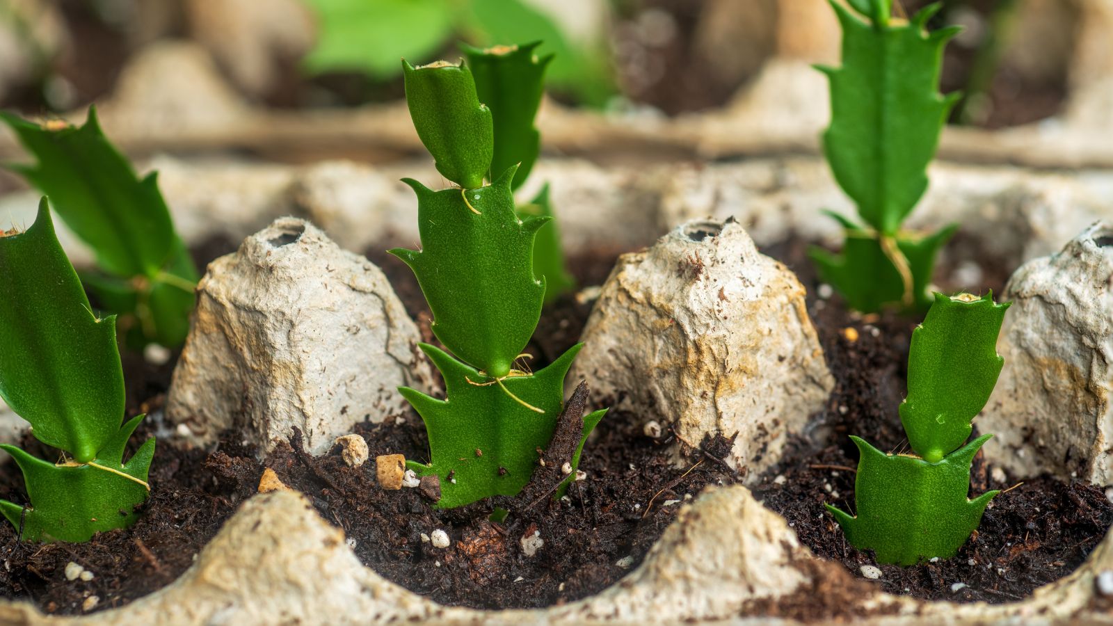 A close-up shot of several stem cuttings of a plant, all placed in rich soil mix on an egg tray, in a well lit area