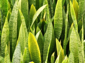 Sansevieria zeylanica looking bright green under the sun, with long and sturdy leaves with distinct markings appearing a light yellow under sunlight