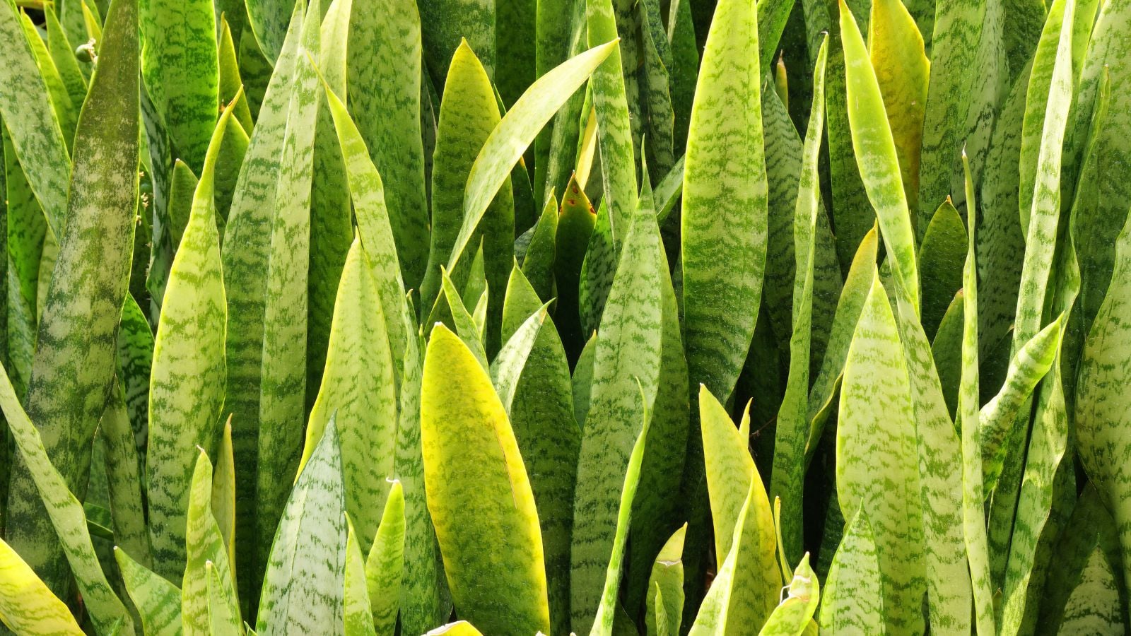 Sansevieria zeylanica looking bright green under the sun, with long and sturdy leaves with distinct markings appearing a light yellow under sunlight
