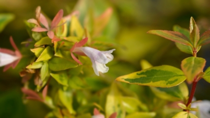 kaleidoscope abelia