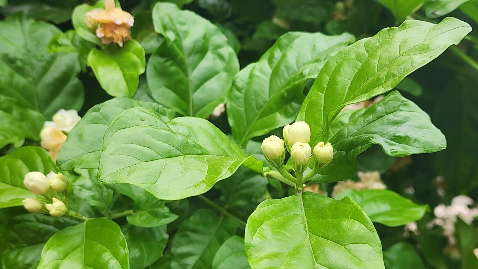 A Jasminum sambac shrub with many flower buds, attached to lovely green leaves with veins and a smooth surface
