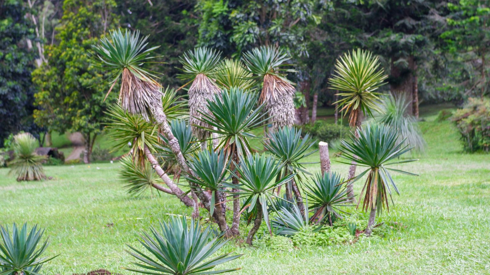 A Yucca aloifolia plant with brown parts appearing sturdy with thick trunks surrounded by green round forms