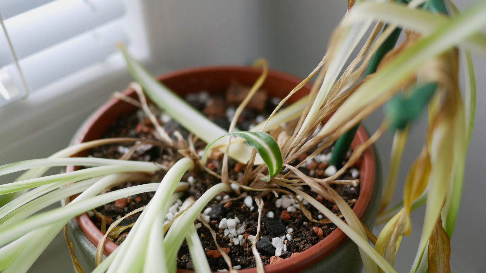 A close-up and overhead shot of a wilted and potted houseplant, all situated in a well lit area indoors