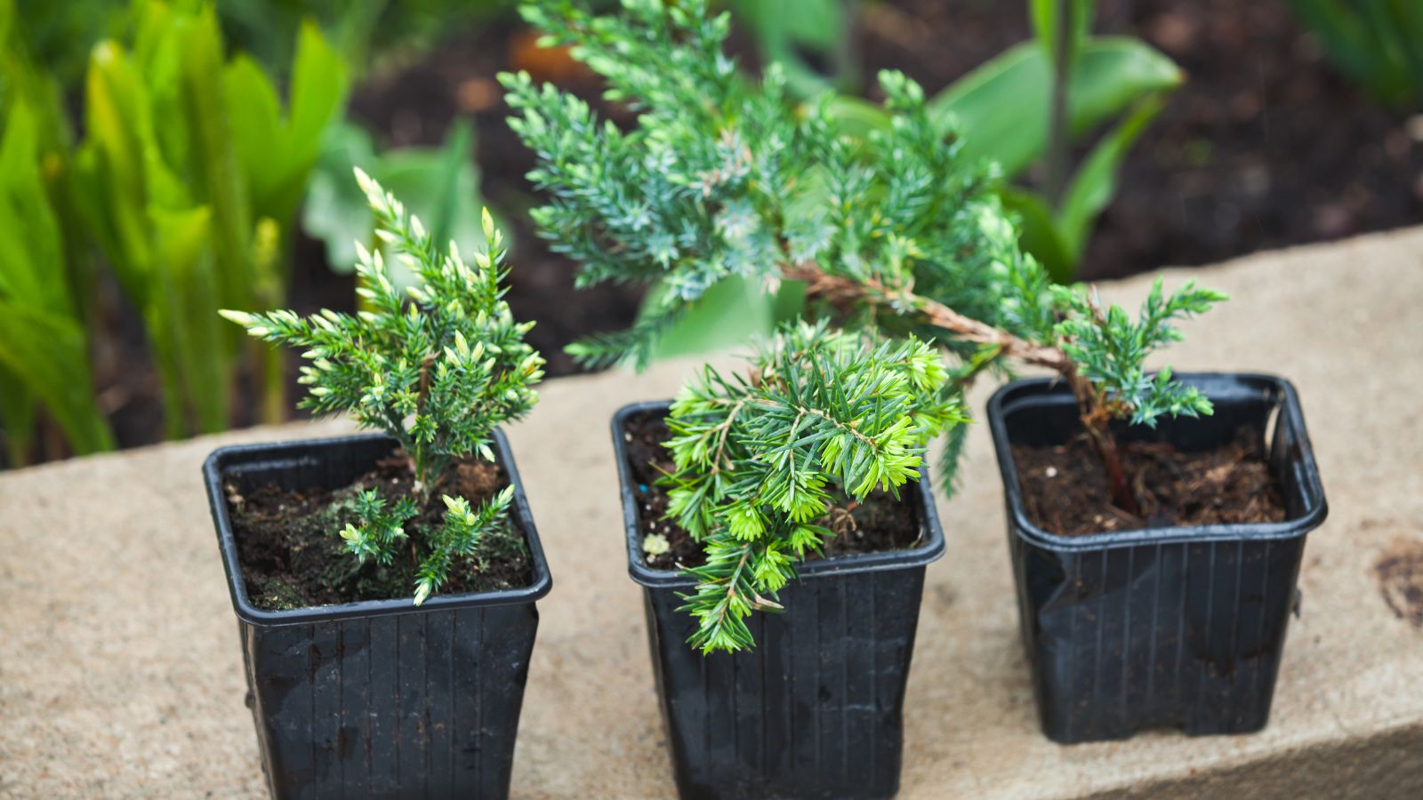 A close-up and overhead shot of several small pots with seedlings of an evergreen plant, all situated in a well lit area outdoors
