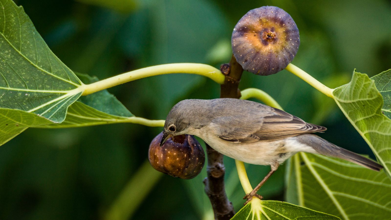 A close-up shot of a bird feeding on ripe fruits of a tree, all situated in a well lit area outdoors