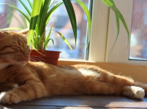 Cat sleeping beside a potted ponytail palm.