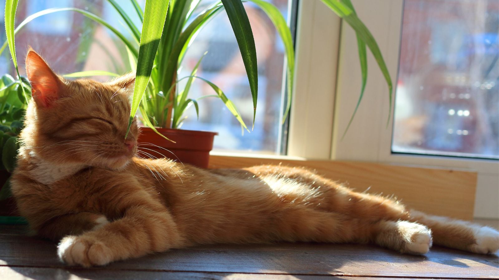 Cat sleeping beside a potted ponytail palm.