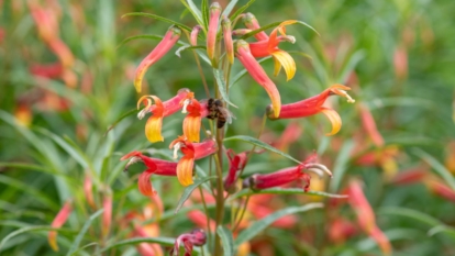 A close-up shot of a composition of elongated red and yellow colored flowers alongside green leaves on tall stems