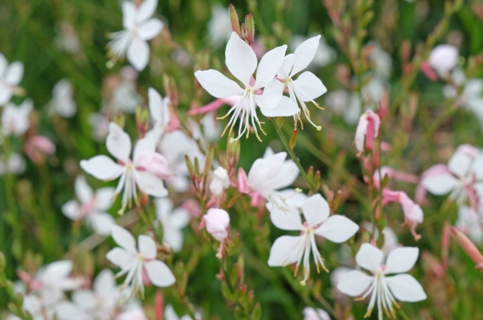 A close-up shot of a composition of gaura lindheimeri