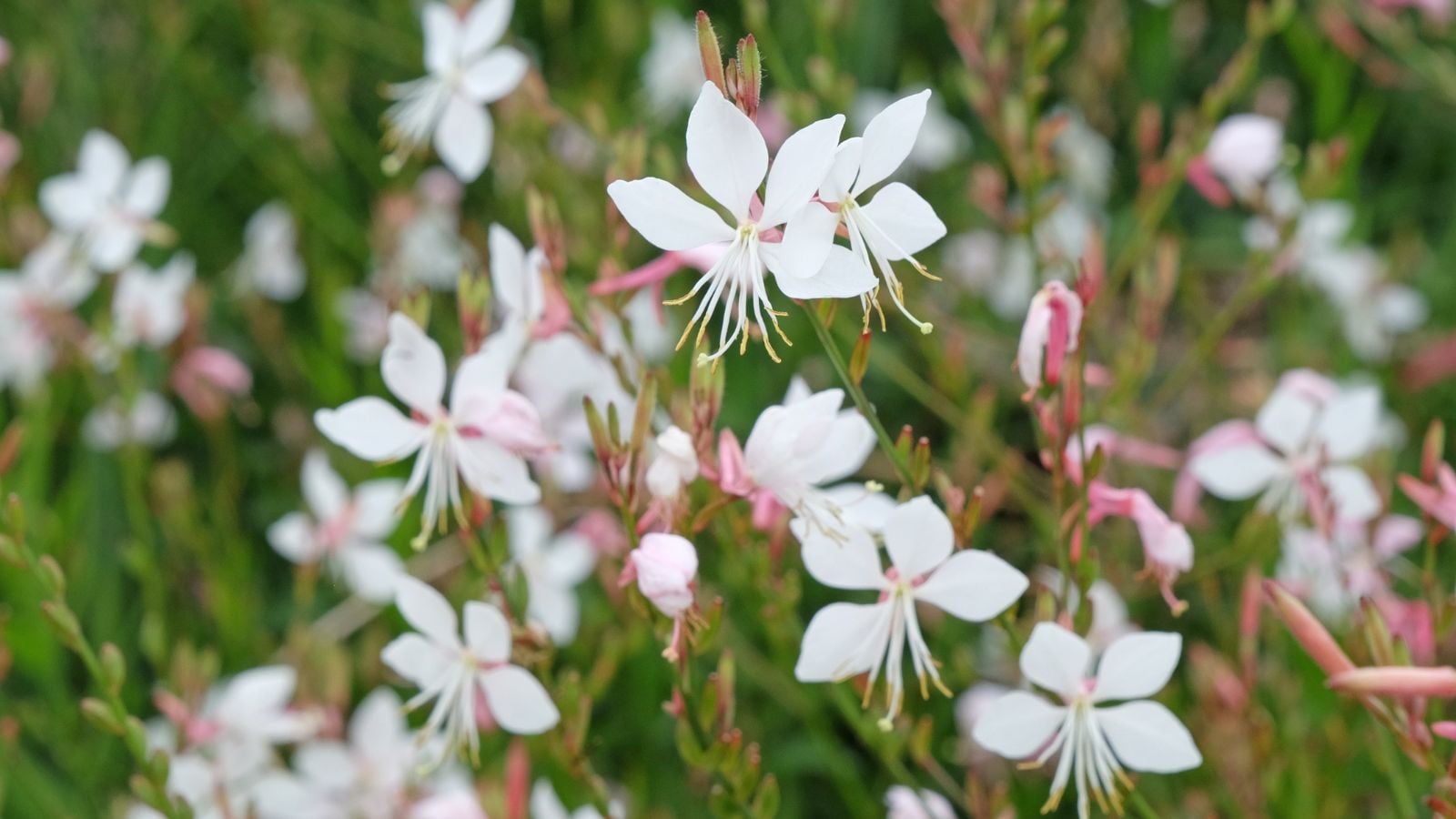 A close-up shot of a composition of gaura lindheimeri, growing alongside their foliage in a well lit area outdoors