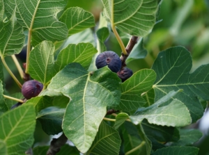 A close-up shot of a composition of large green leaves and fruits of the chicago hardy fig