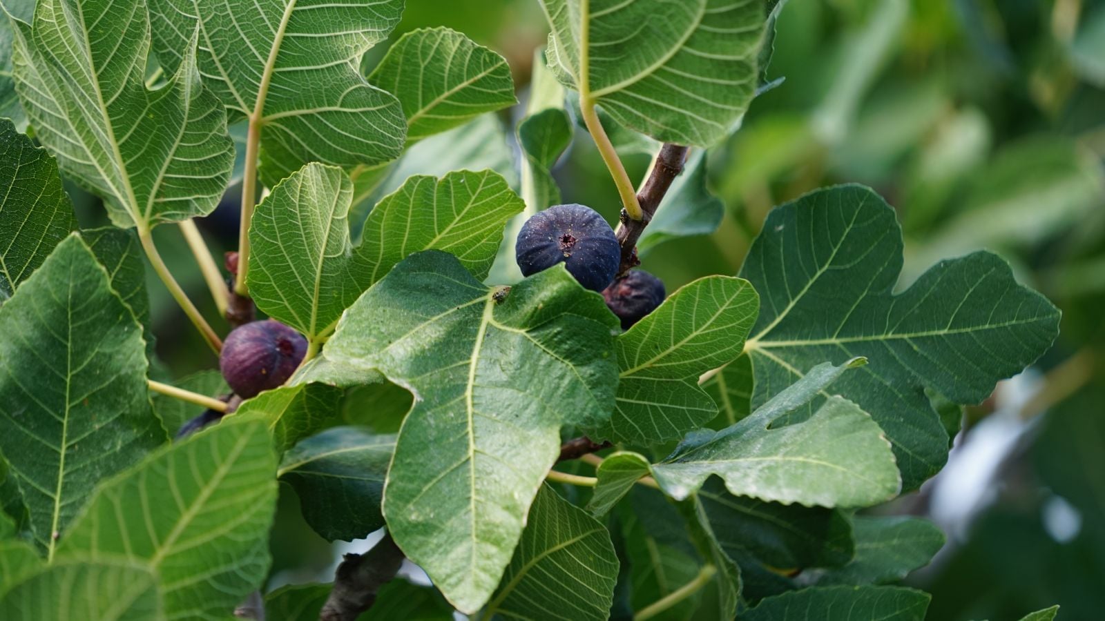 A close-up shot of a composition of large green leaves and fruits of the chicago hardy fig