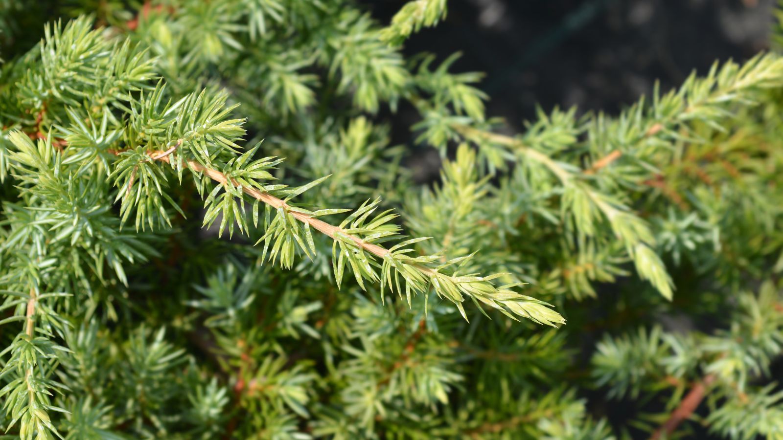 A close-up shot of a composition of needle-like foliage basking in bright sunlight outdoors