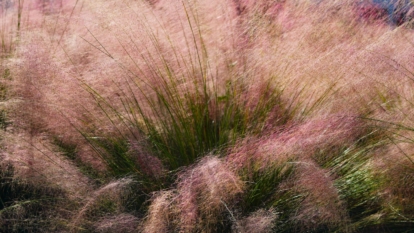 A close-up shot of a composition of pink muhly grass in a well lit area outdoors