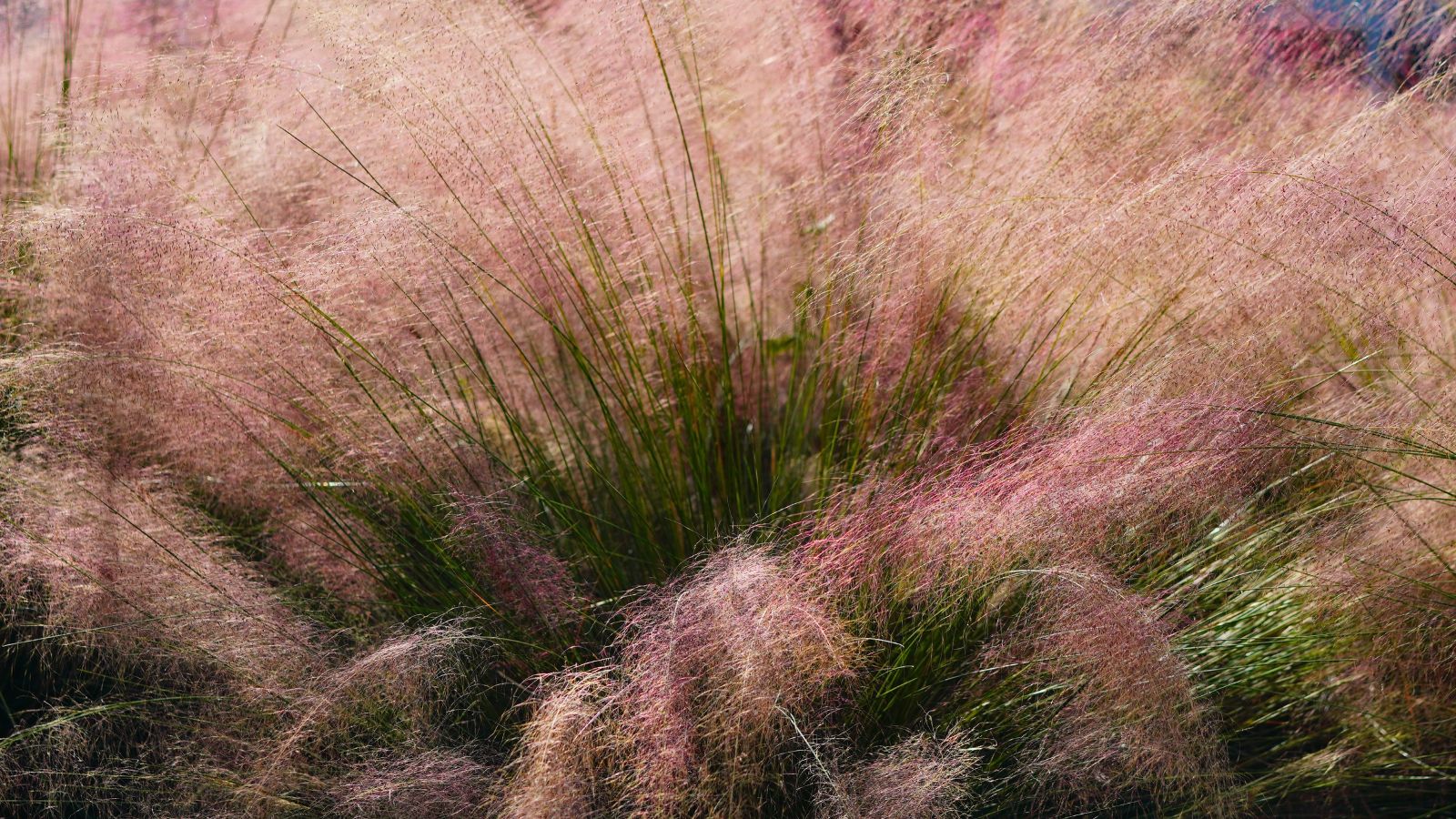 A close-up shot of a composition of pink muhly grass in a well lit area outdoors