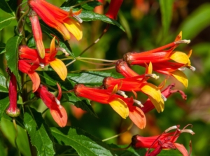 A close-up shot of a composition of vibrant red and yellow colored flowers alongside green leaves of the Lobelia Laxiflora