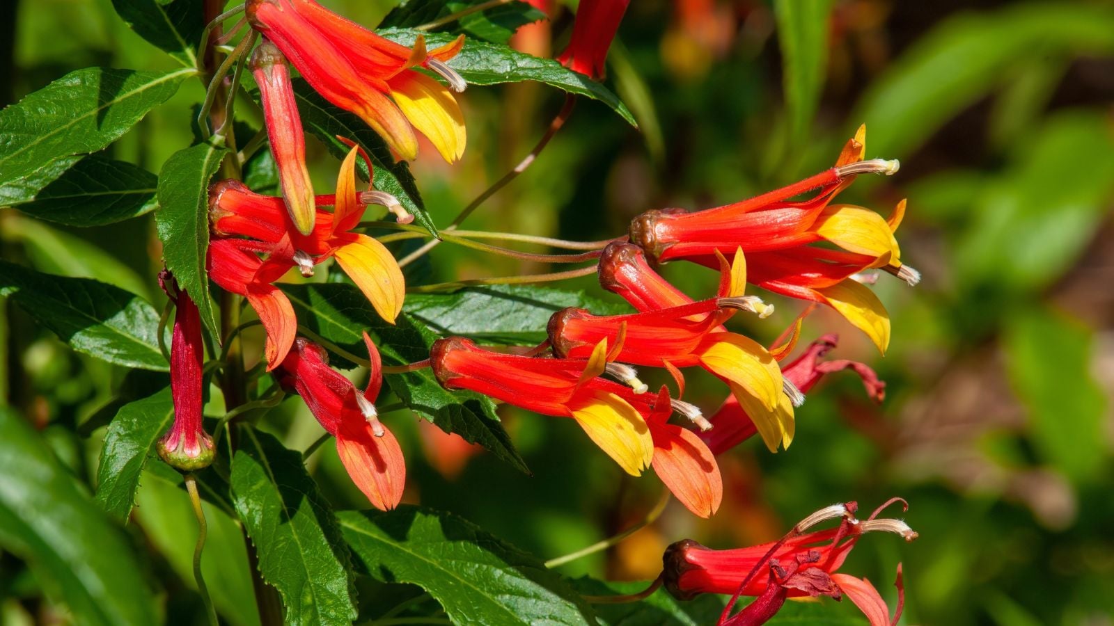A close-up shot of a composition of vibrant red and yellow colored flowers alongside green leaves of the Lobelia Laxiflora