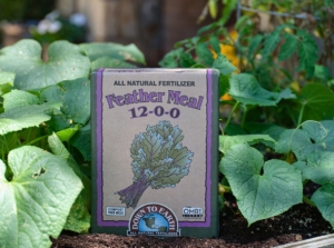 A close-up shot of a container of a soil amendment placed alongside developing crops, showcasing the feather meal