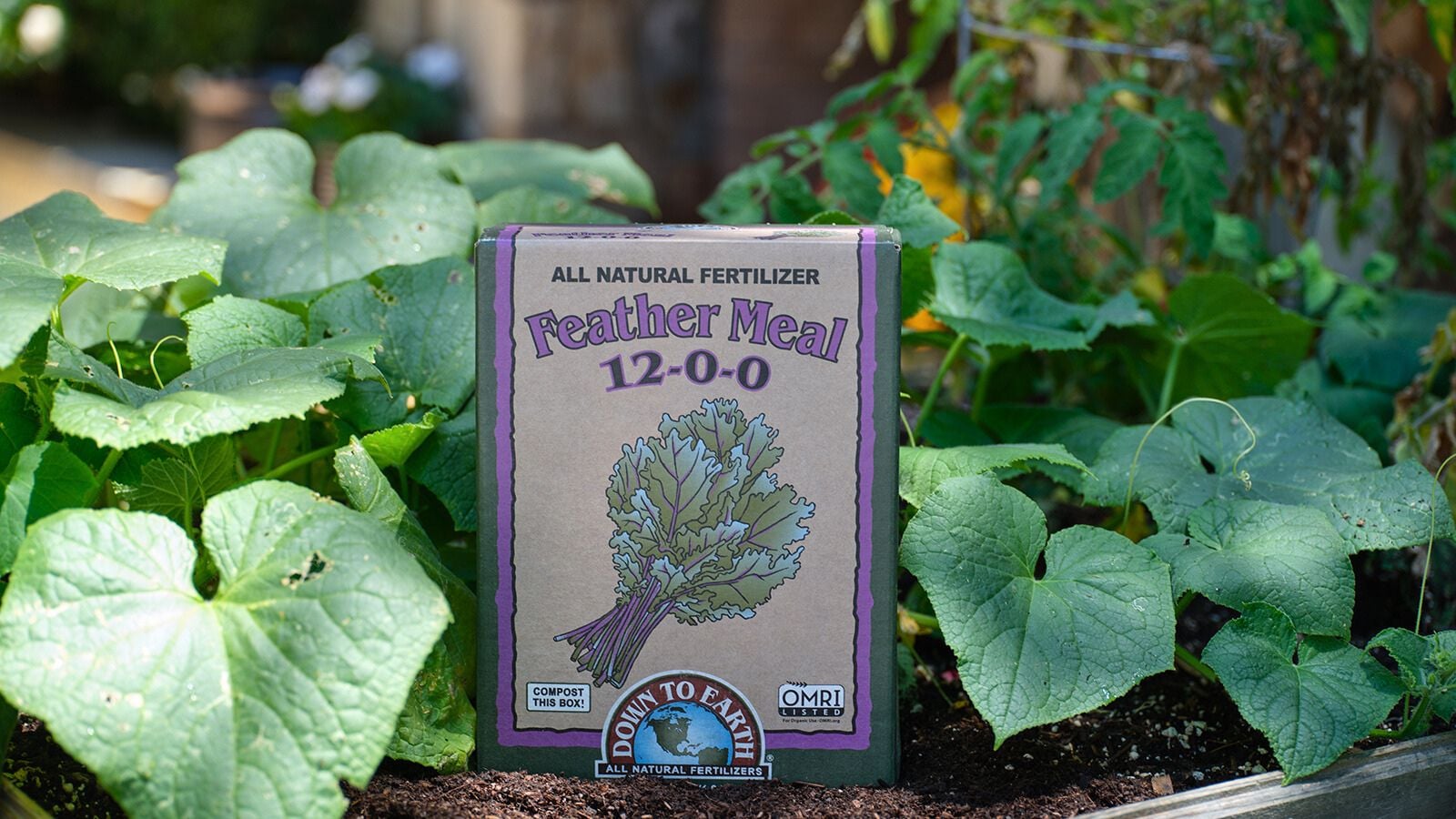 A close-up shot of a container of a soil amendment placed alongside developing crops, showcasing the feather meal