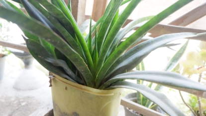 A close-up shot of a developing succulent houseplant placed on a plastic pot in a well lit area
