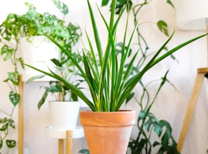 A close-up shot of a developing sansevieria parva alongside other houseplants