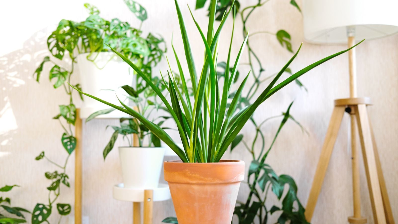 A close-up shot of a developing sansevieria parva alongside other houseplants