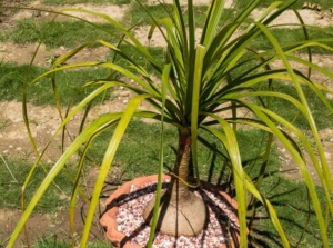 A close-up shot of a growing ponytail palm outdoors