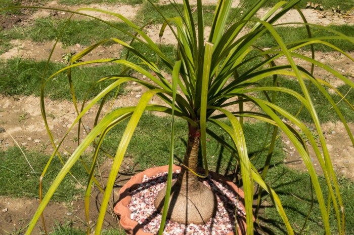 A close-up shot of a growing ponytail palm outdoors