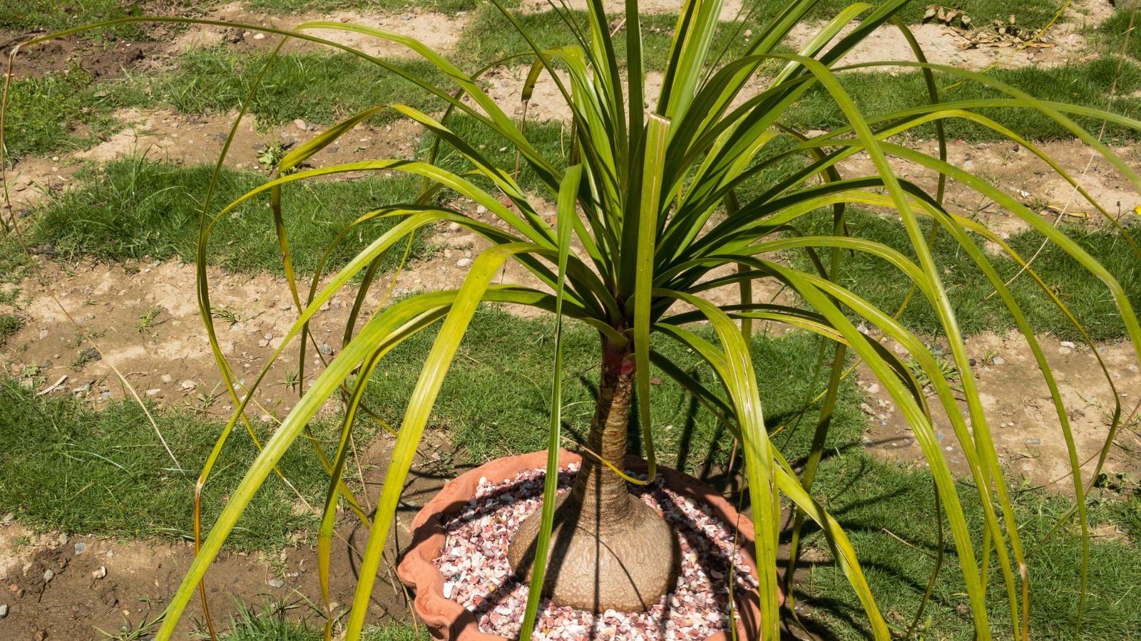 A close-up shot of a growing ponytail palm outdoors