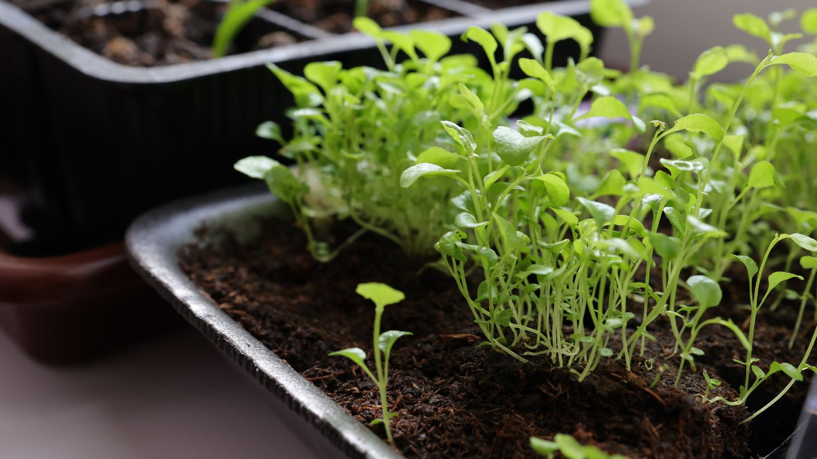A close-up shot of a large composition of seedlings of a flower, all developing on a seedling tray, in a well lit area indoors