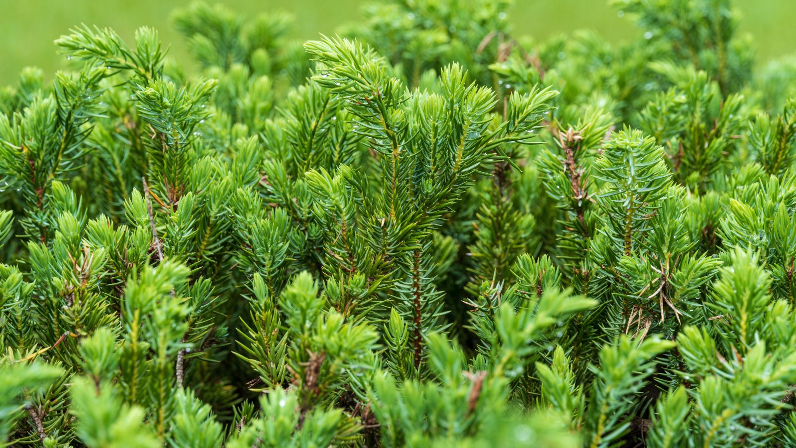 A close-up shot of a large composition of vibrant green colored, needle-like foliage of a plant