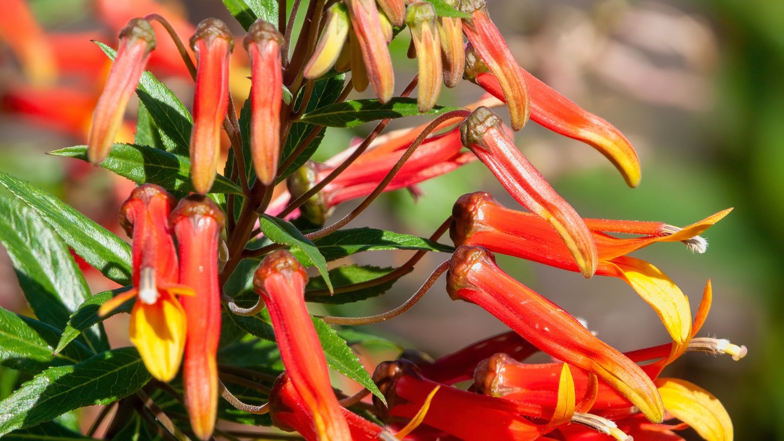 A close-up shot of a large composition of vibrant red colored, tubular flowers alongside green leaves, placed in a sunny area outdoors