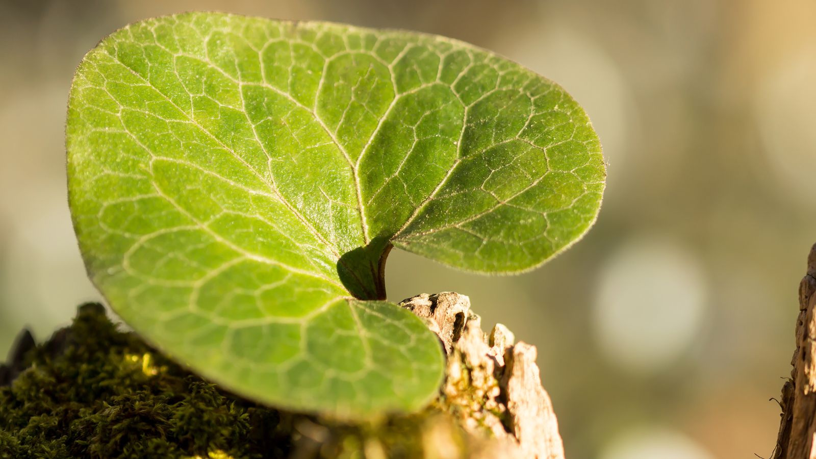 A close-up shot of a leaf of a ground cover in a well lit area